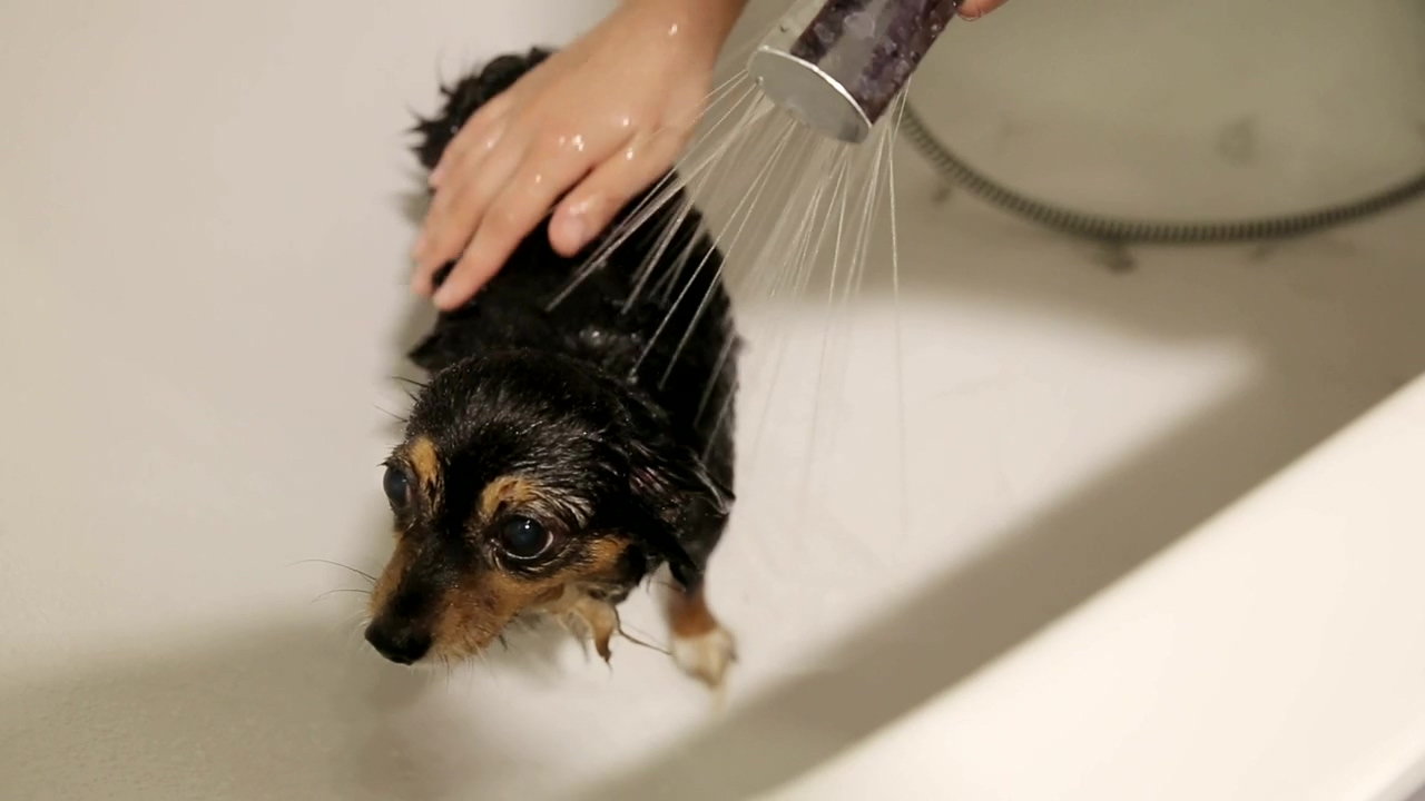 Person bathing his dog in the bathtub, dog, pet, pet owner, dog owner, bathroom, and bath