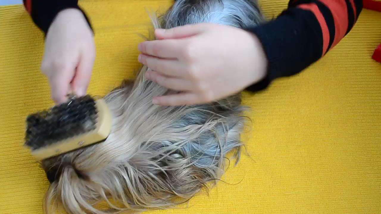 Person brushing the hair of a small dog, dog, care, pet, pet owner, and dog owner