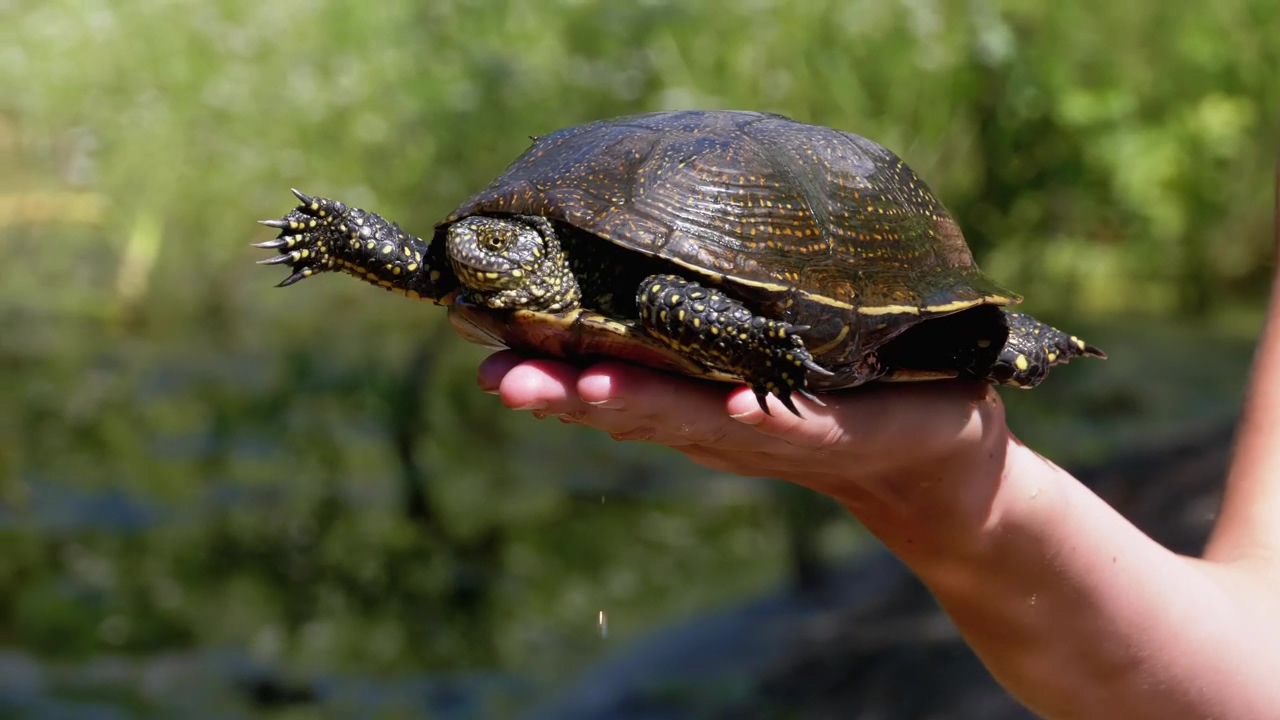 Person carrying a turtle in his hand in nature, nature, animal, wildlife, wild, reptile, and turtle