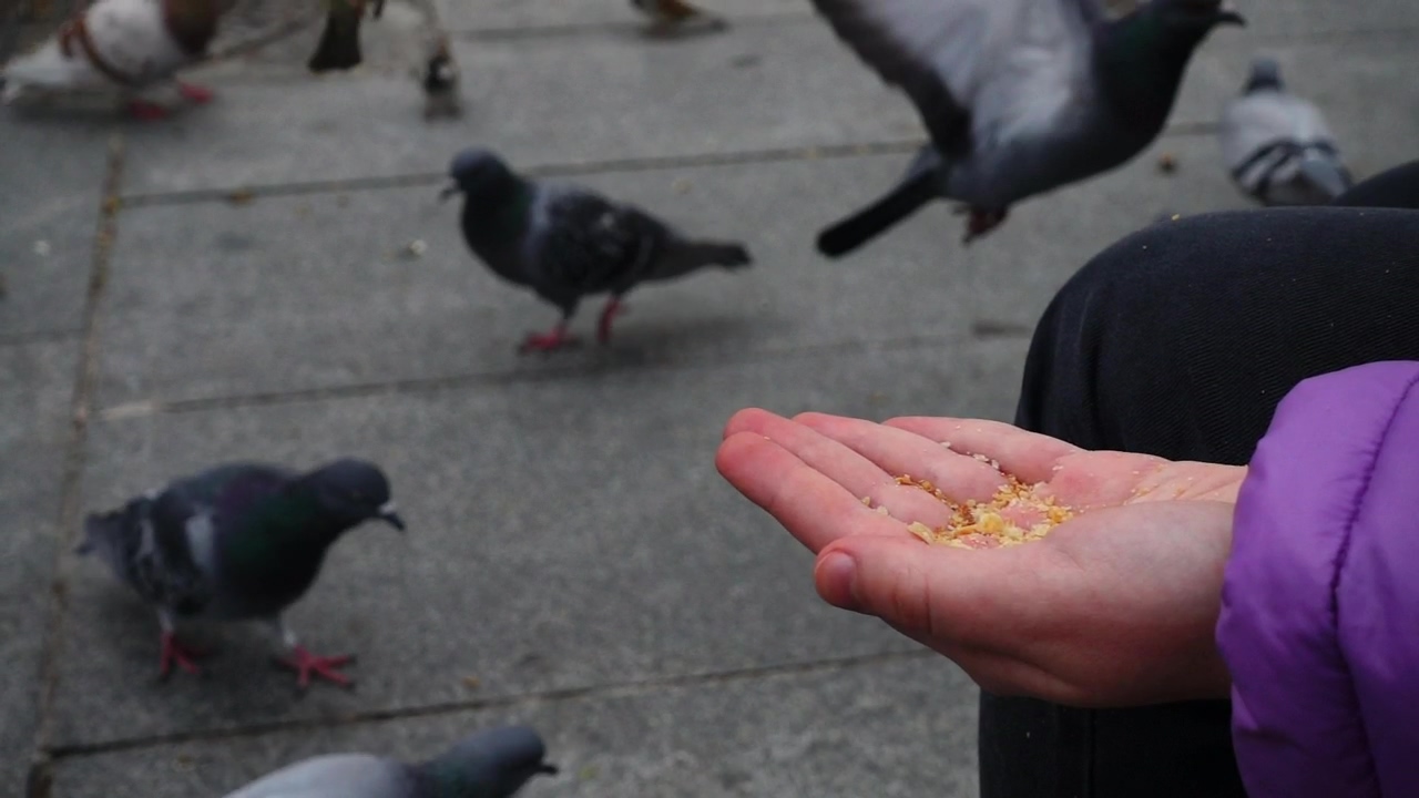 Person feeding birds with his hand on the street, animal, street, hand, bird, freedom, and birds