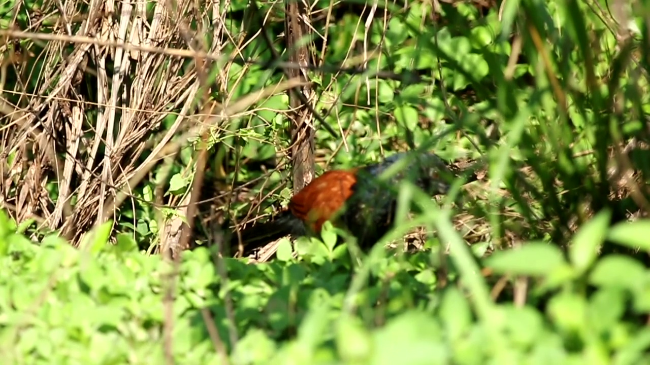 Pheasant on the forest floor, animal, bird, and crow