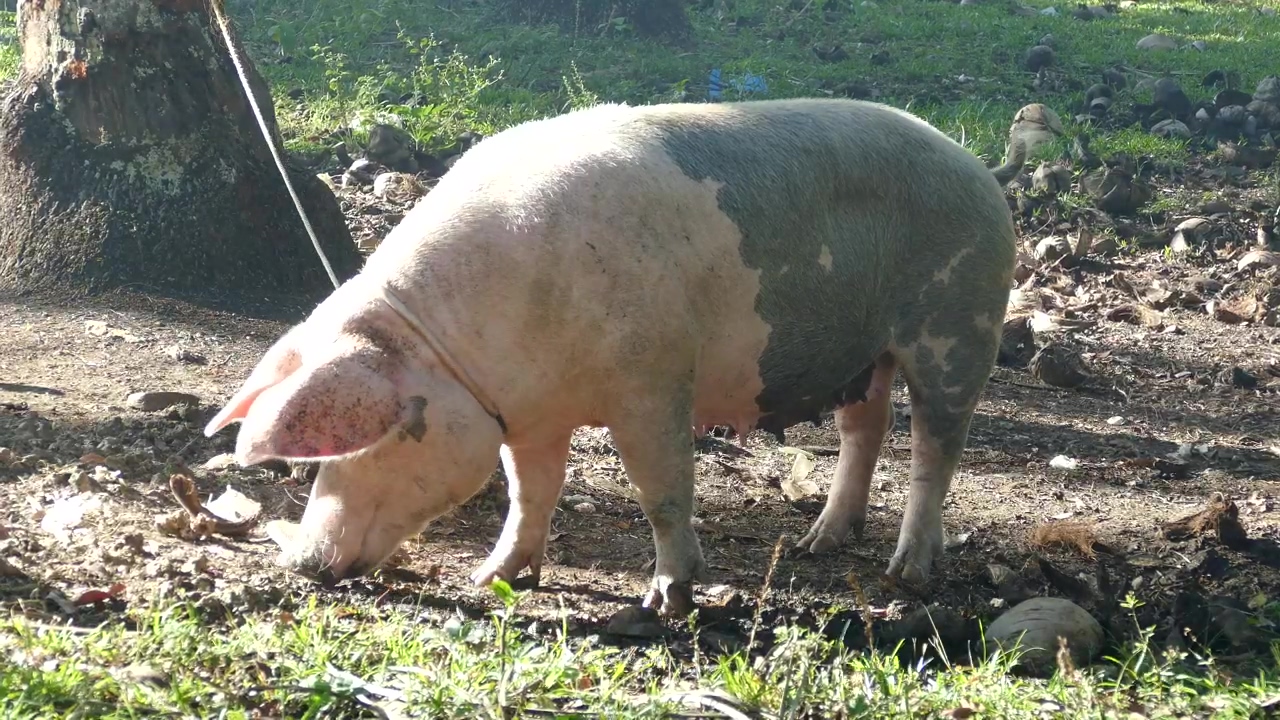 Pig attached with a rope to a tree eats from the ground, animal, agriculture, farm, eating, rural, and pig