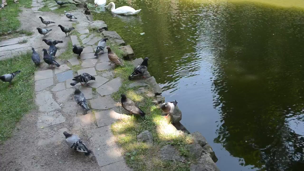 Pigeons and geese on the shore of a lake, park, bird, and birds