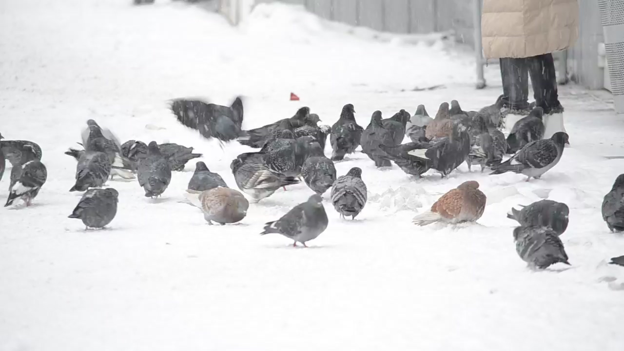 Pigeons being fed in the snow, food, snow, and bird