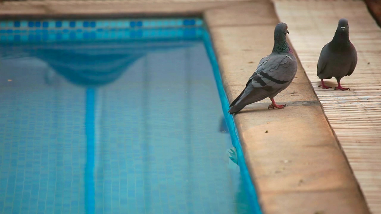 Pigeons by the swimming pool, animal, bird, home life, and swimming pool
