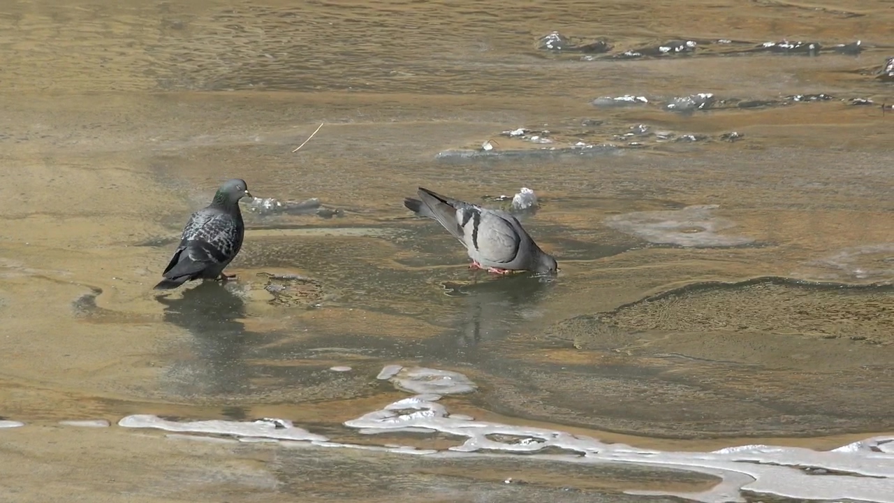 Pigeons drinking water in a frozen river, animal, wildlife, river, bird, and ice