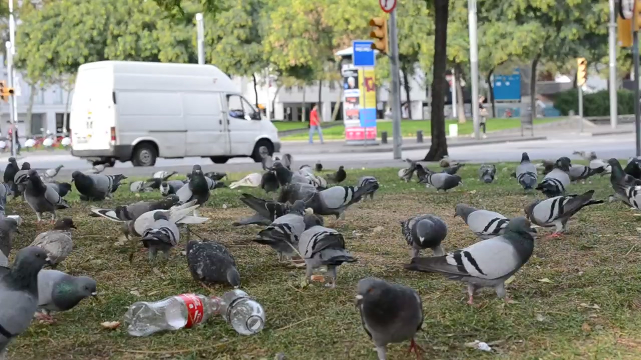 Pigeons feeding in a dirty park, animal, garbage, and birds