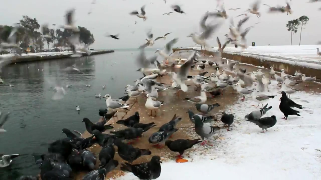 Pigeons feeding in the cold winter, animal, winter, lake, and bird