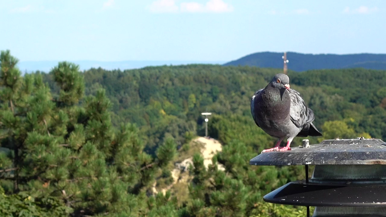 Pigeons on a metal light, animal, bird, and wild