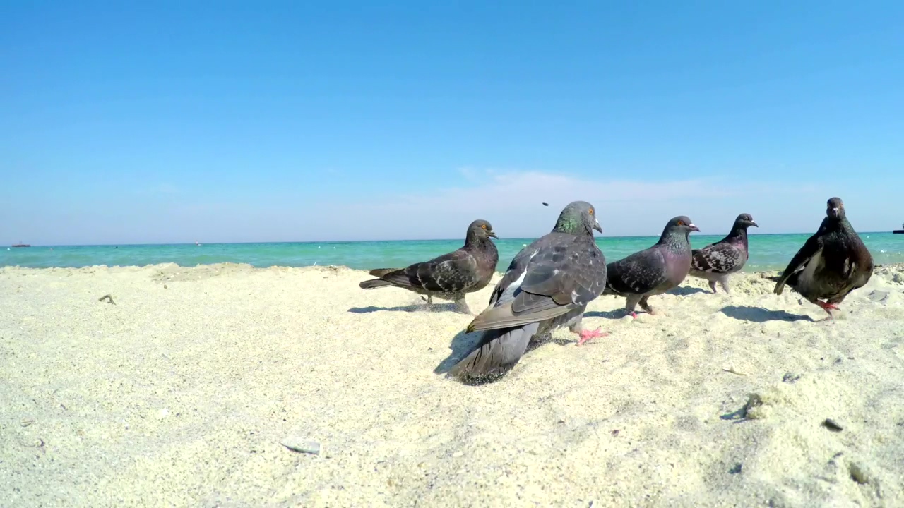 Pigeons on a sandy beach, animal, beach, wildlife, and bird