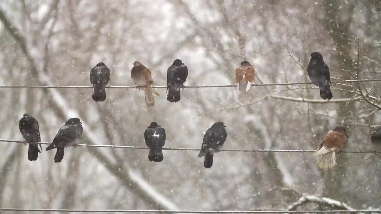 Pigeons on electrical wires while is snowing, winter, snow, bird, snowing, birds, and pidgeon