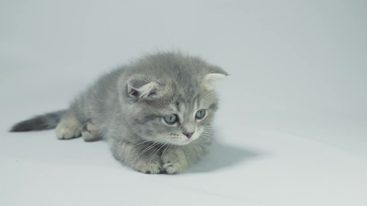 Playful grey kitten lying on a white background, pet, cat, cute, and kitten