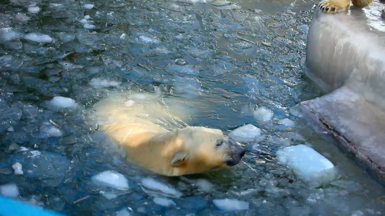 Polar bear playing in the ice pool at the zoo, pool, ice, zoo, and bear