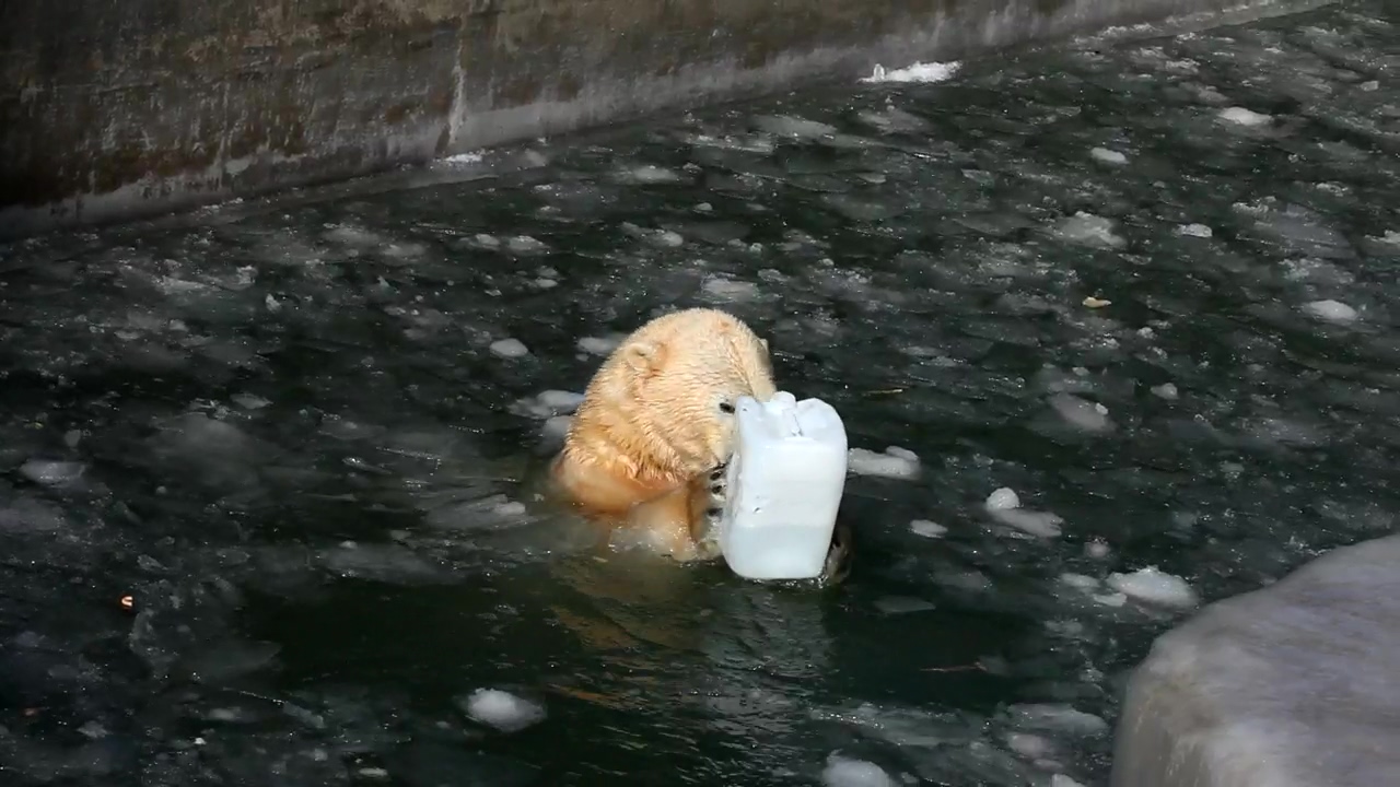 Polar bear playing with a plastic container, animal, wildlife, ice, bear, and plastic