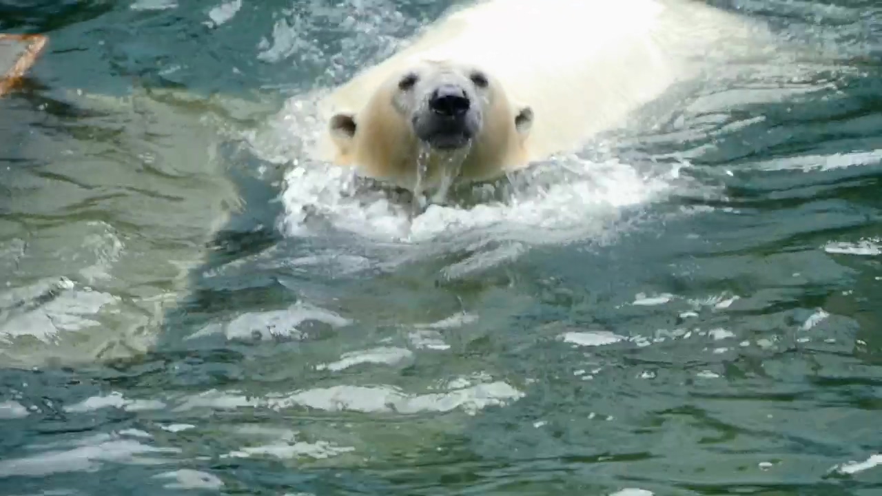Polar bear swimming in cold water, animal, wildlife, zoo, bear, and polar bear
