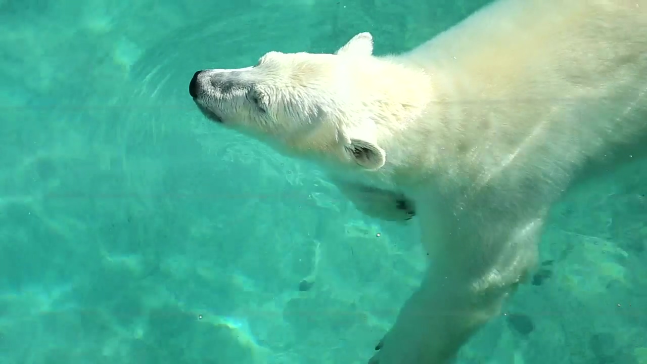 Polar bear swims in a pool #pool #zoo #swimming #polar bear #grizzly bear