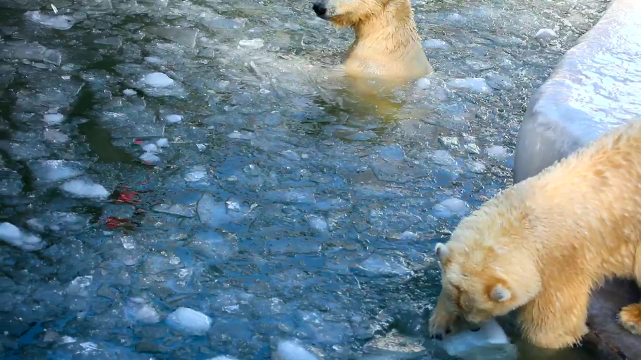 Polar bears playing with a plastic container in the ice, animal, wildlife, ice, zoo, bear, plastic, and polar bear