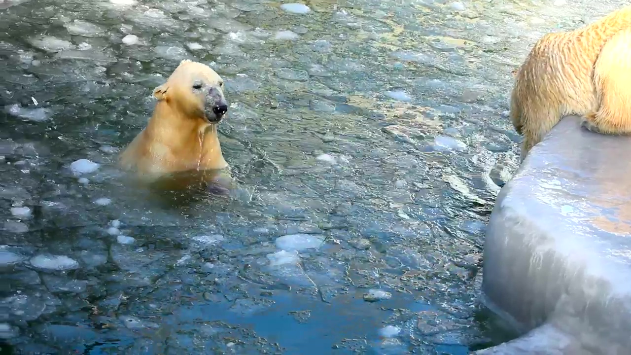 Polar bears swimming in ice, animal, winter, wildlife, ice, and swim