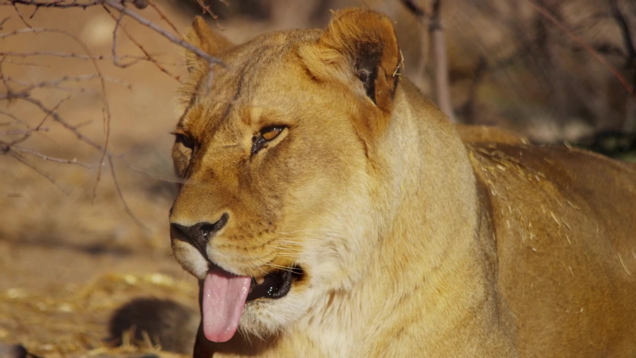 Portrait of a lioness yawning #animal #wildlife #cat #tired #sleep #lion