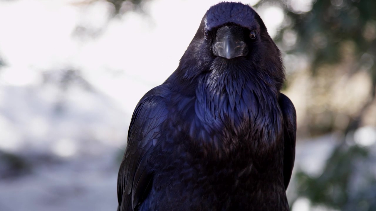 Portrait of a raven, wildlife, bird, and wild