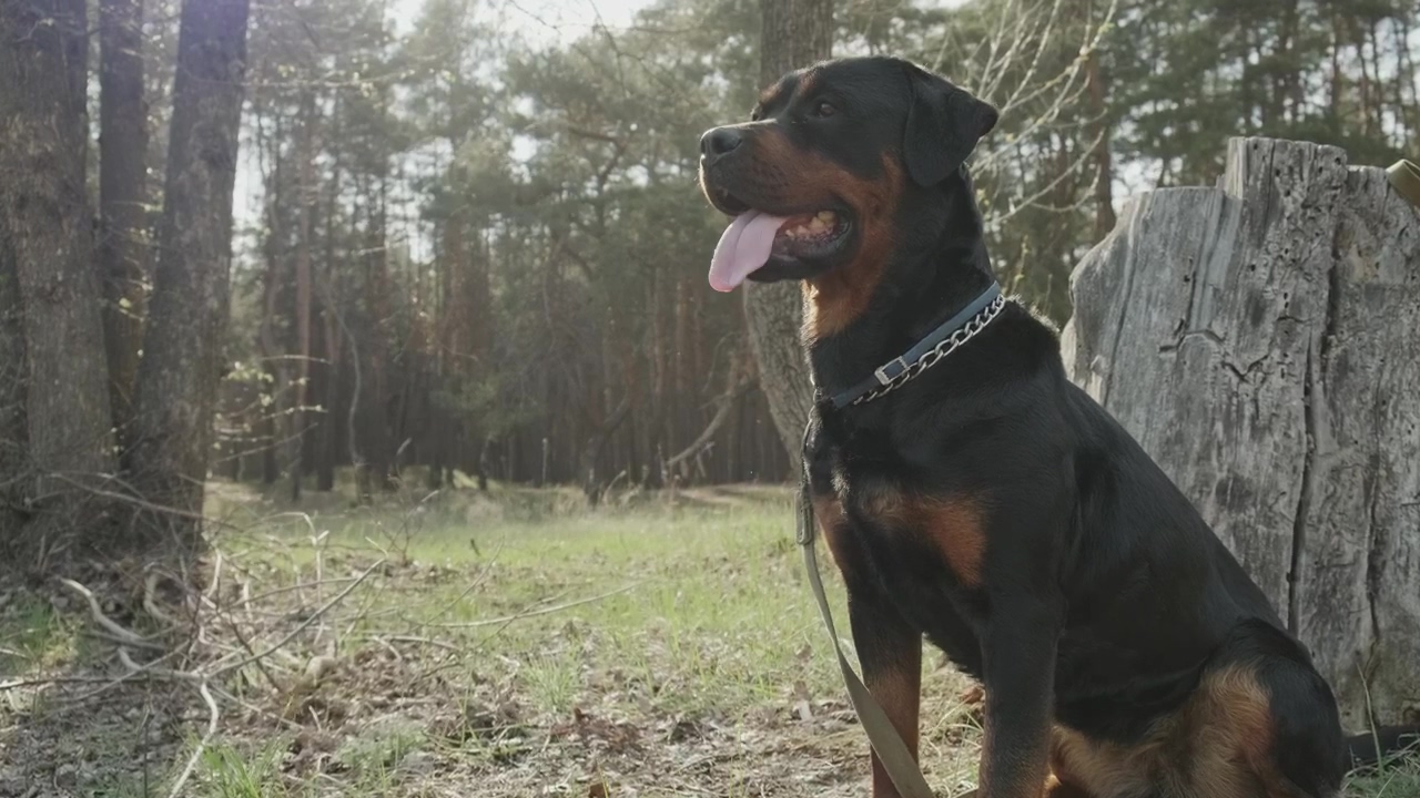 Portrait of a rottweiler dog in the forest, forest, dog, and pet