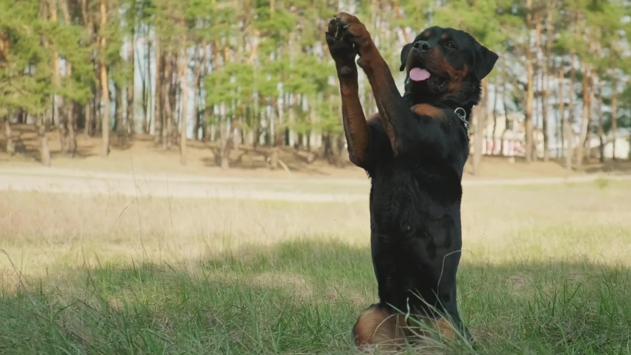 Portrait of a rottweiler waving, animal, dog, and pet