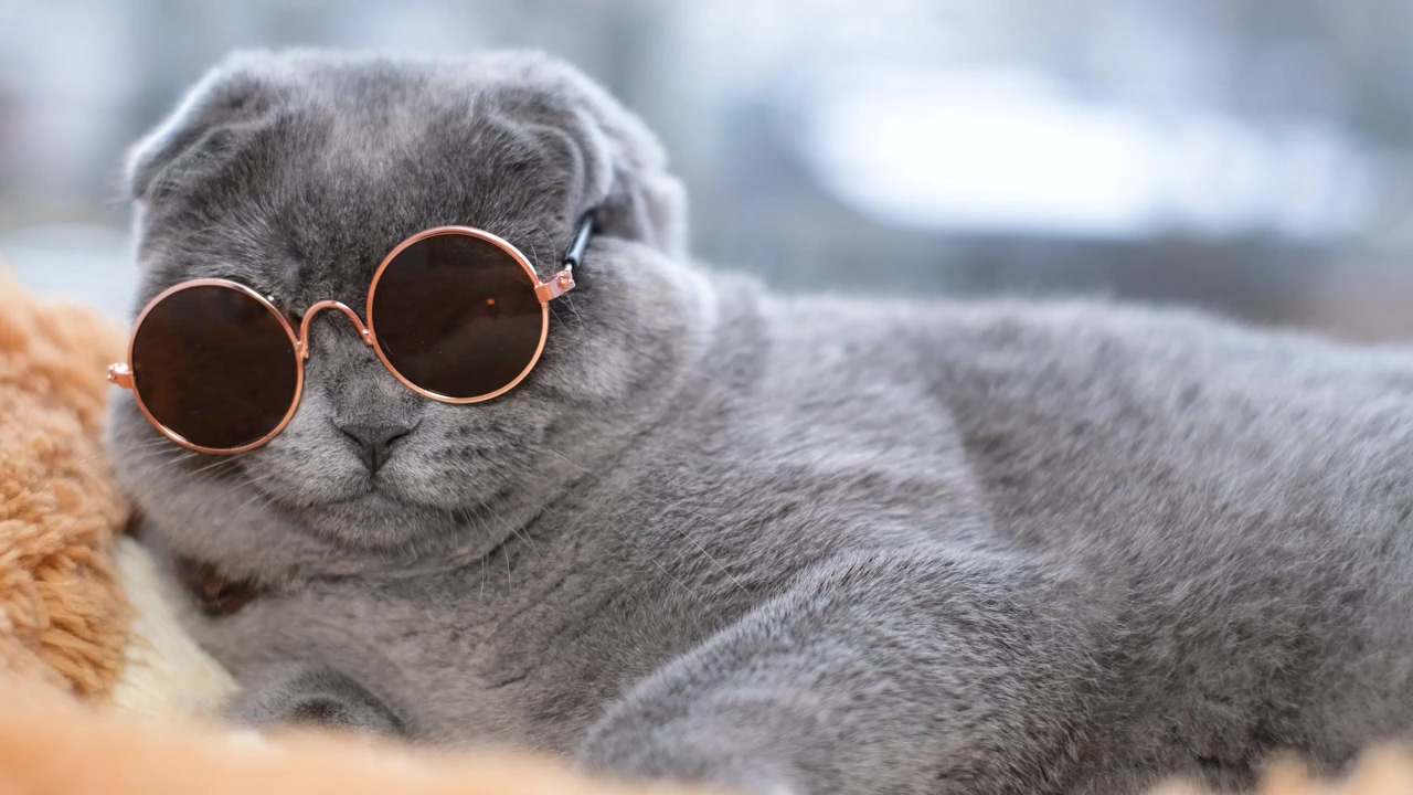 Portrait of a scottish shorthair gray cat in sunglasses, cat, comical, and gray