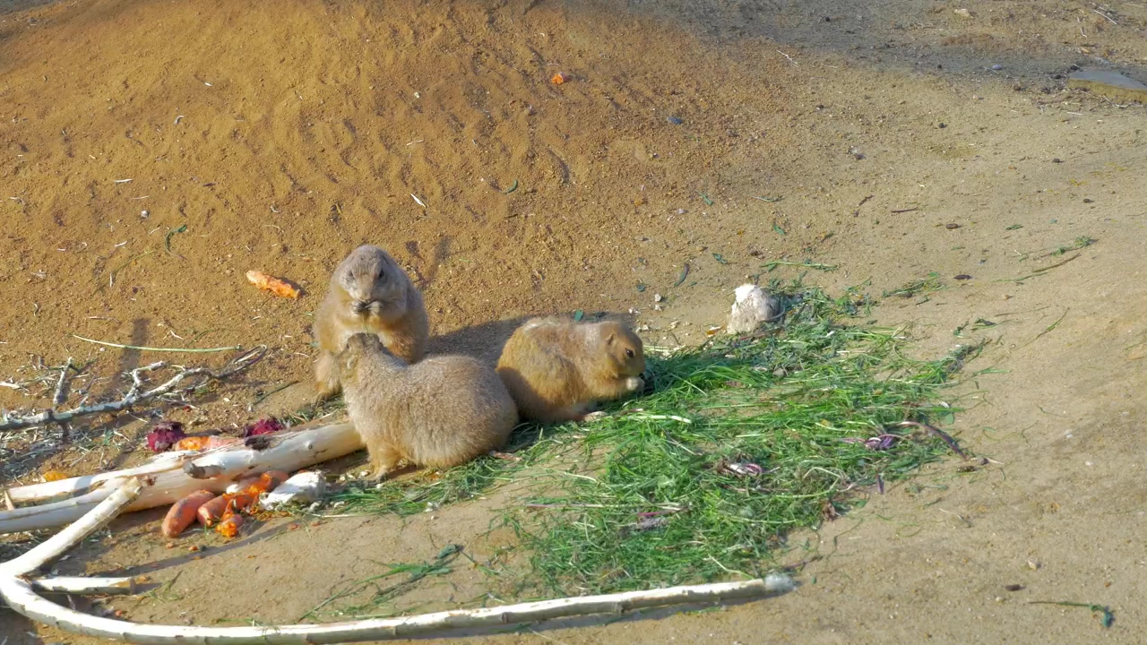 Prairie dogs eating in a group, animal, wildlife, and dog