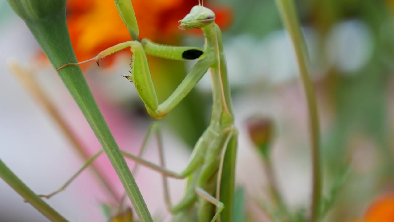 Praying mantis climbing up a plant, nature, wildlife, insect, and plants