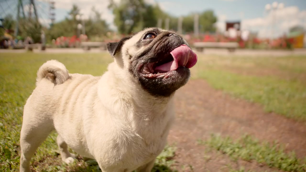 Pug panting in a park on a sunny day, park, dog, pet, animals, dogs, and pug