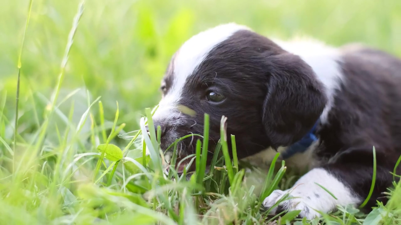 Puppy dog eating grass in the park, park, grass, dog, eating, and golden retriever puppy