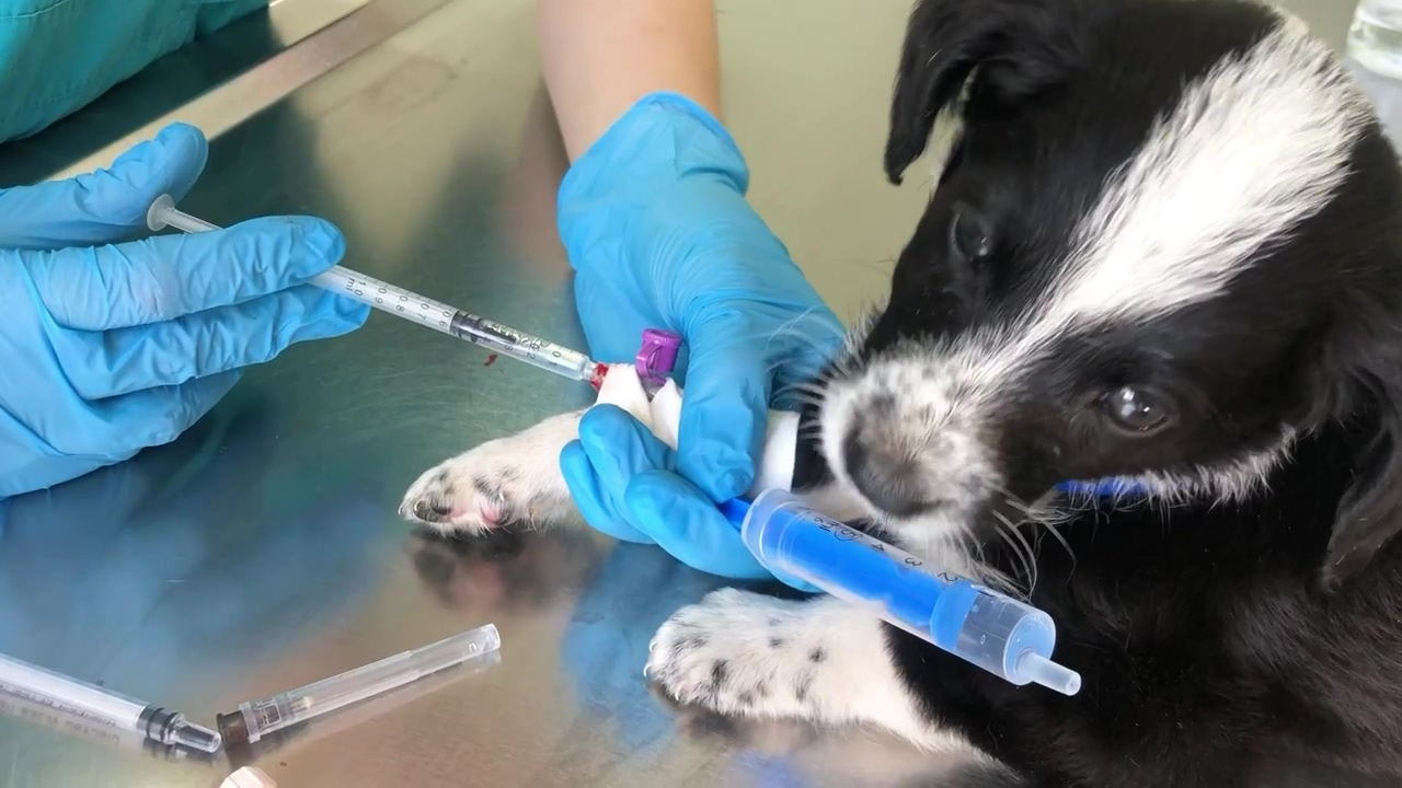 Puppy dog receiving its first vaccinations, doctor, vaccine, puppy, injection, and golden retriever puppy