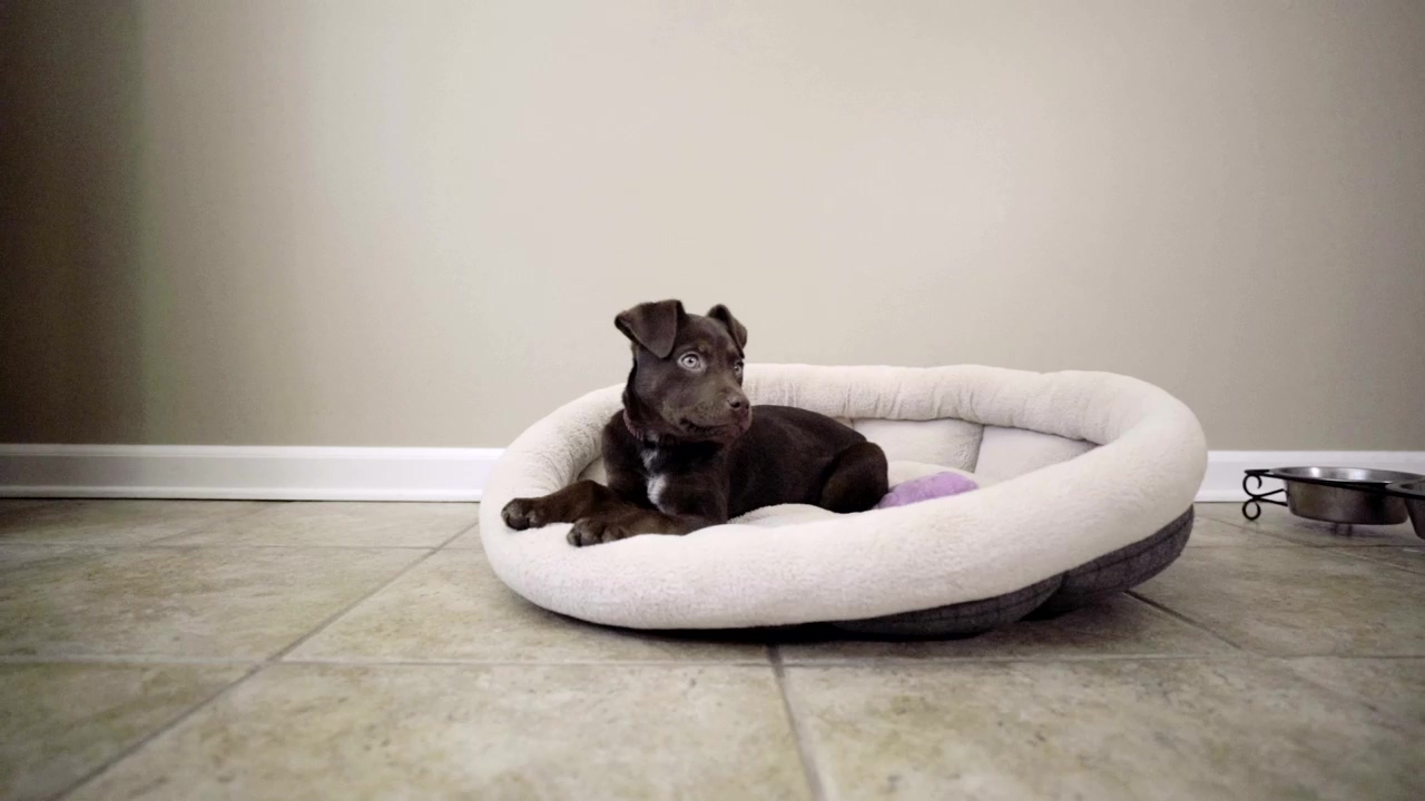 Puppy laying in their bed, dog, pet, bed, and puppy