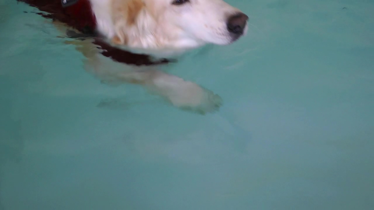 Puppy swimming in a pool, dog, pet, swimming pool, swimming, swim, and puppy