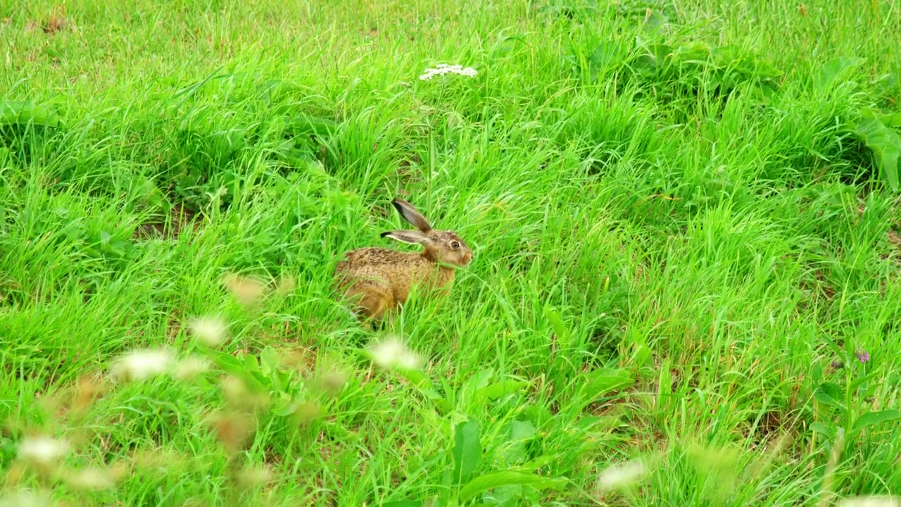 Rabbit walking through green grass, animal, wildlife, green, and grass