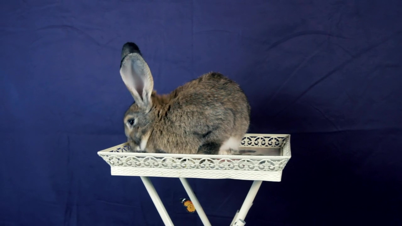 Rabbit with long ears sitting on a while stand, animal, pet, and rabbit