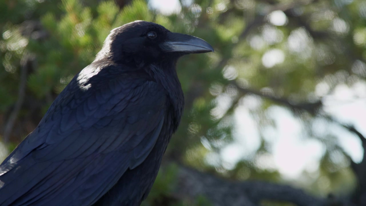 Raven looking around in a tree, animal, wildlife, bird, and wild