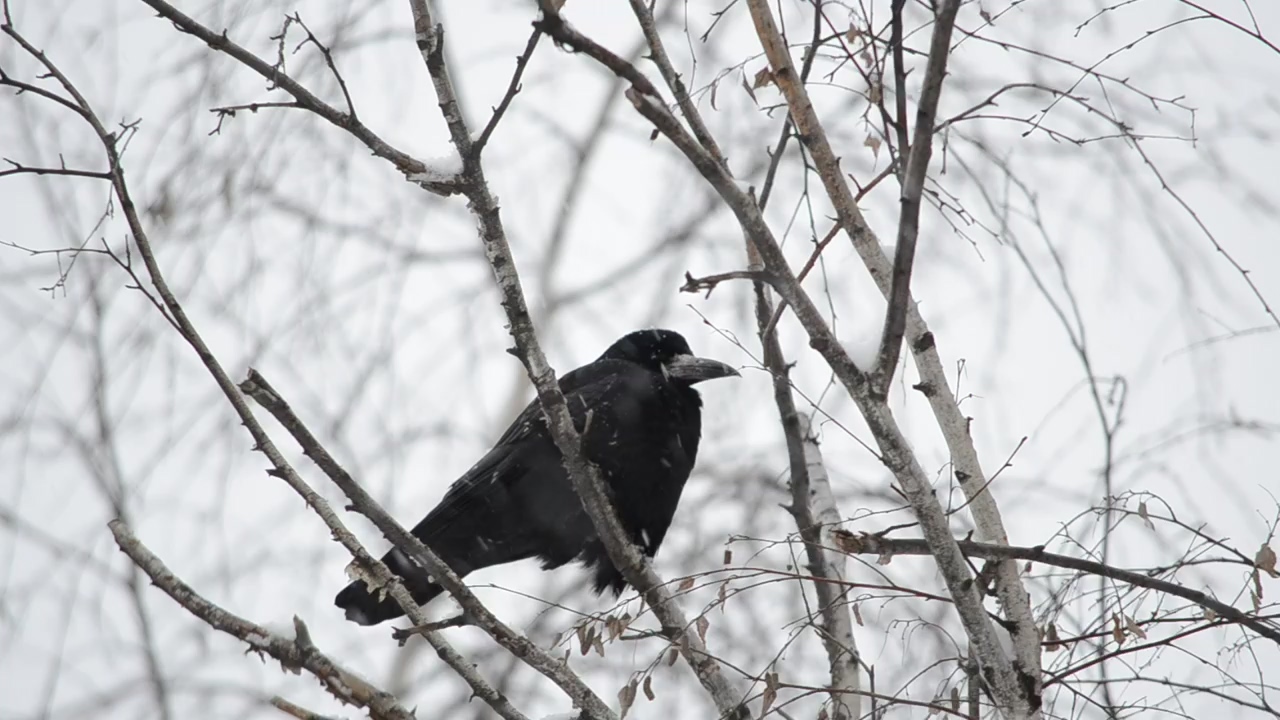 Raven sitting in the snow, winter, snow, and bird
