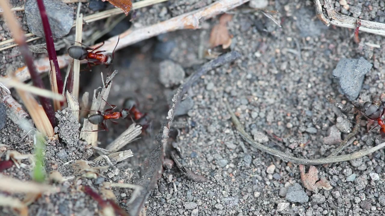Red ants on the ground, animal, wildlife, insect, and ground