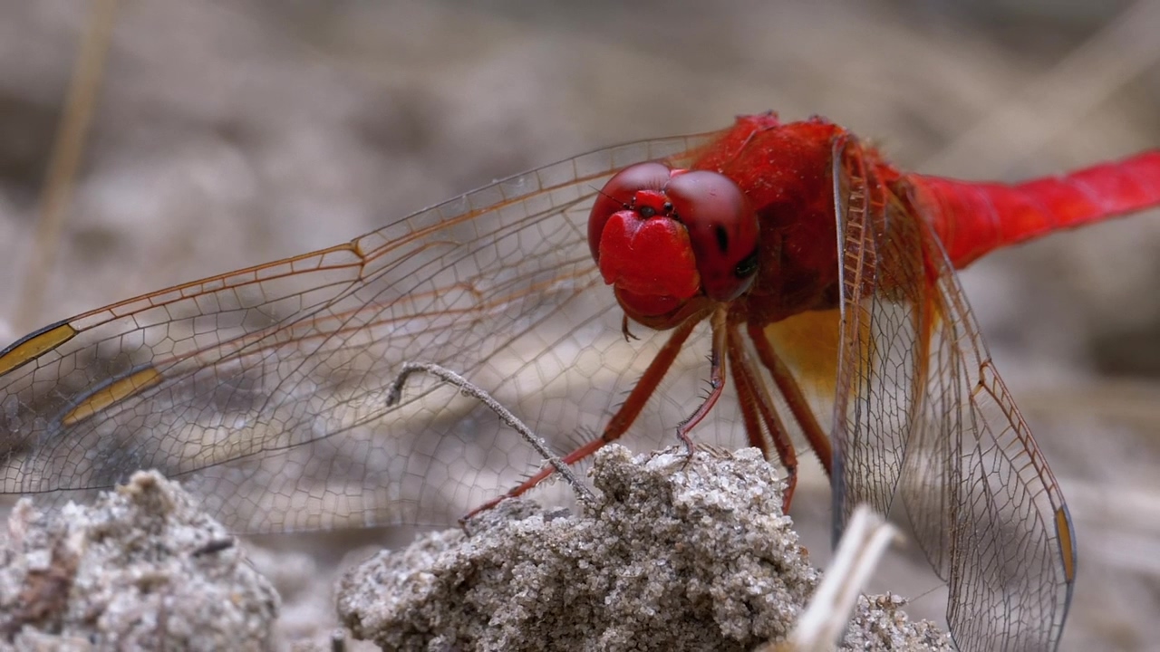 Red dragonfly eating, macro close up, nature, wildlife, and insect