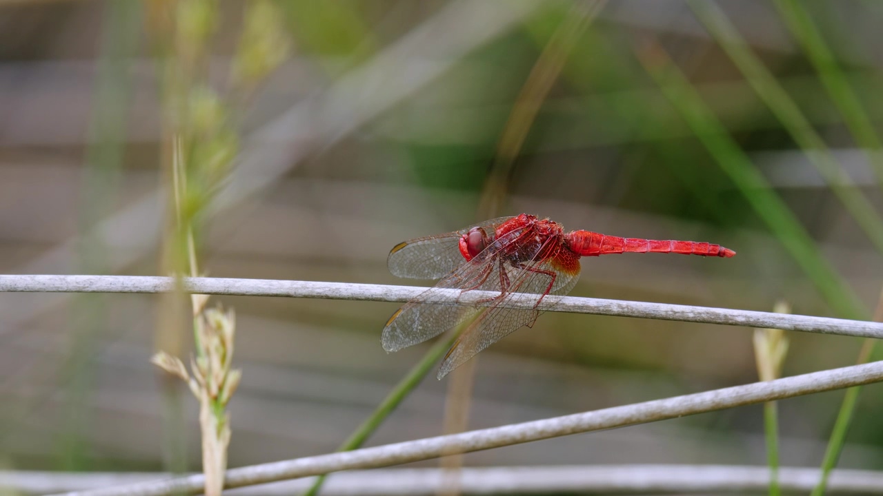 Red dragonfly flies off a stem, close up, wildlife, insects, wings, and dragonfly