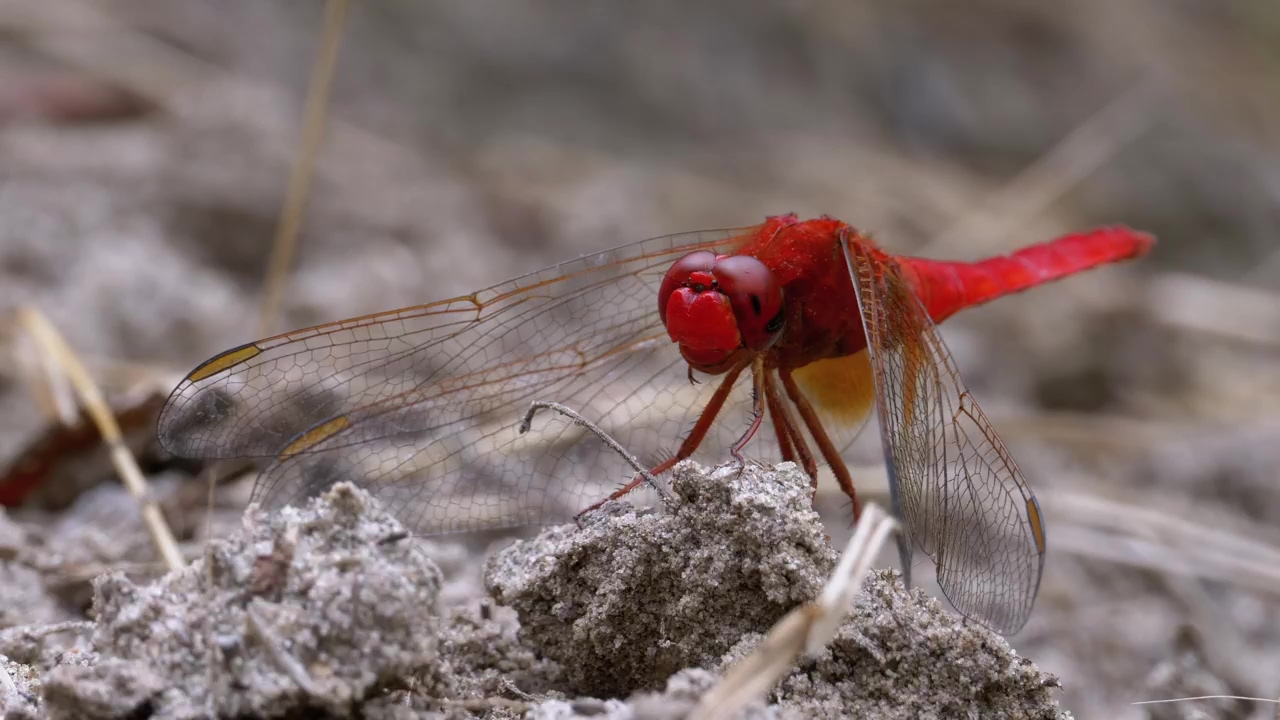 Red dragonfly resting in the ground, nature, wildlife, and insect