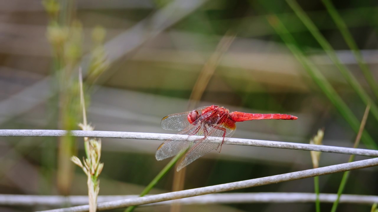 Red dragonfly sitting still on a blade of grass #grass #red #insect #bugs #dragonfly