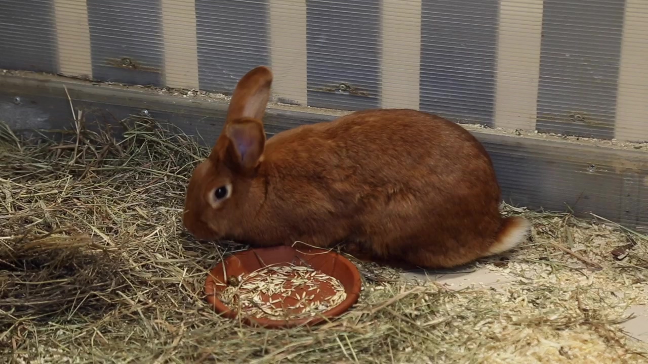 Red rabbit in a pen in a petting zoo, animal, pet, farm, zoo, animal farm, and rabbit