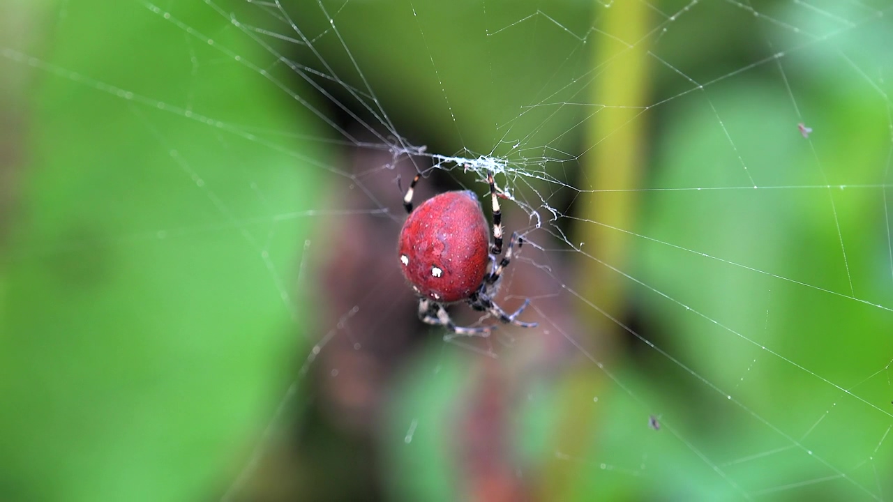 Red spider on a spider web, animal, wildlife, insect, and spider