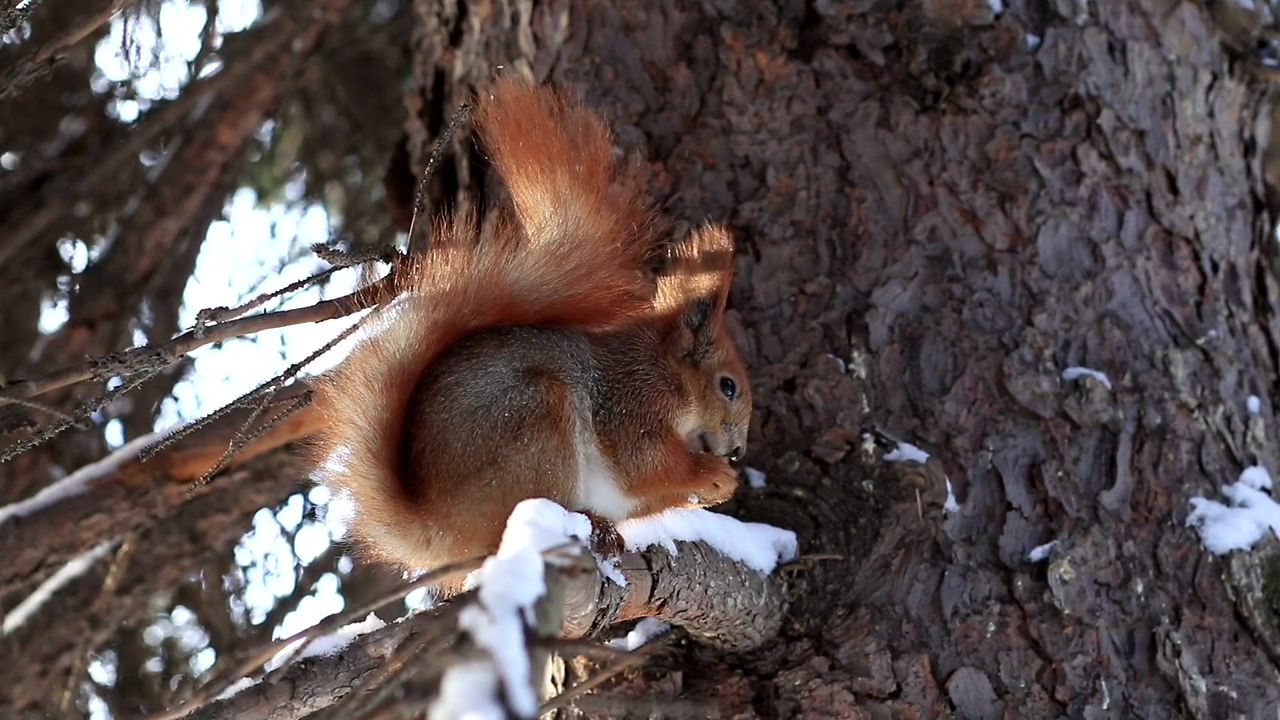 Red squirrel eating in a tree, tree, eating, and squirrel