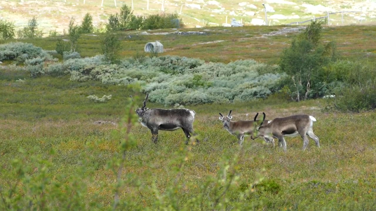 Reindeer in a green valley, animal, outdoor, wildlife, and deer