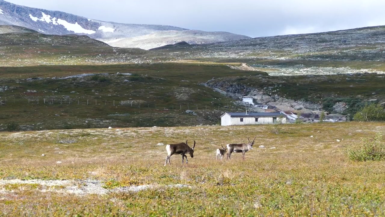 Reindeer walking through the valley, mountain, landscape, animal, wildlife, valley, and deer