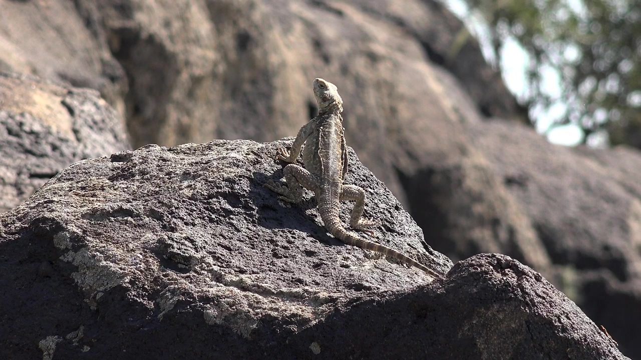 Reptile taking a sunbath on a rock, animal, wildlife, rock, and reptile
