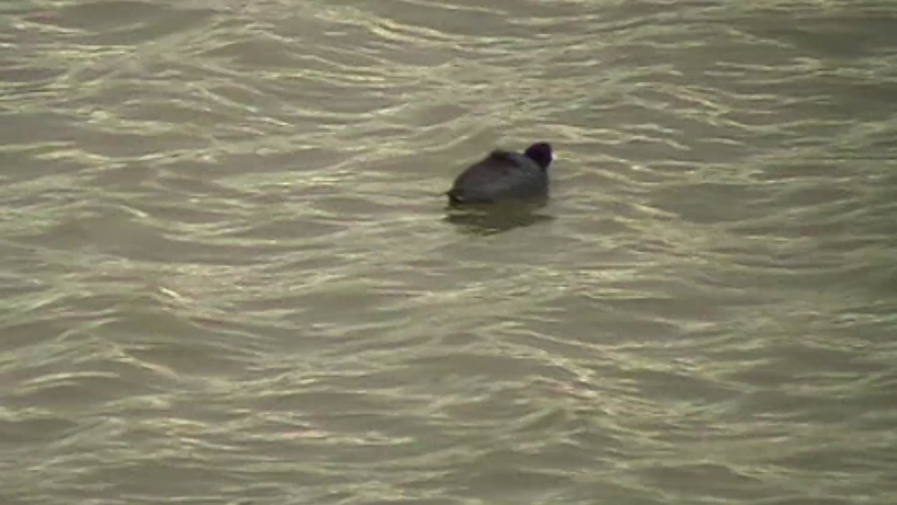 Retro-style shaky video footage of a duck floating on dirty looking water, camera zooms in a shaky over a black duck floating on the water